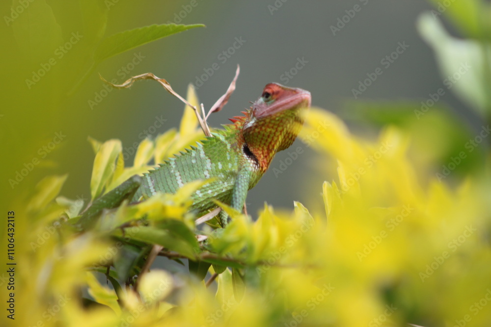 grasshopper on a leaf