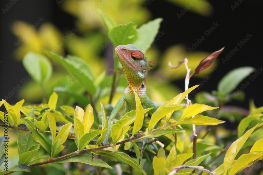 green lizard on a branch