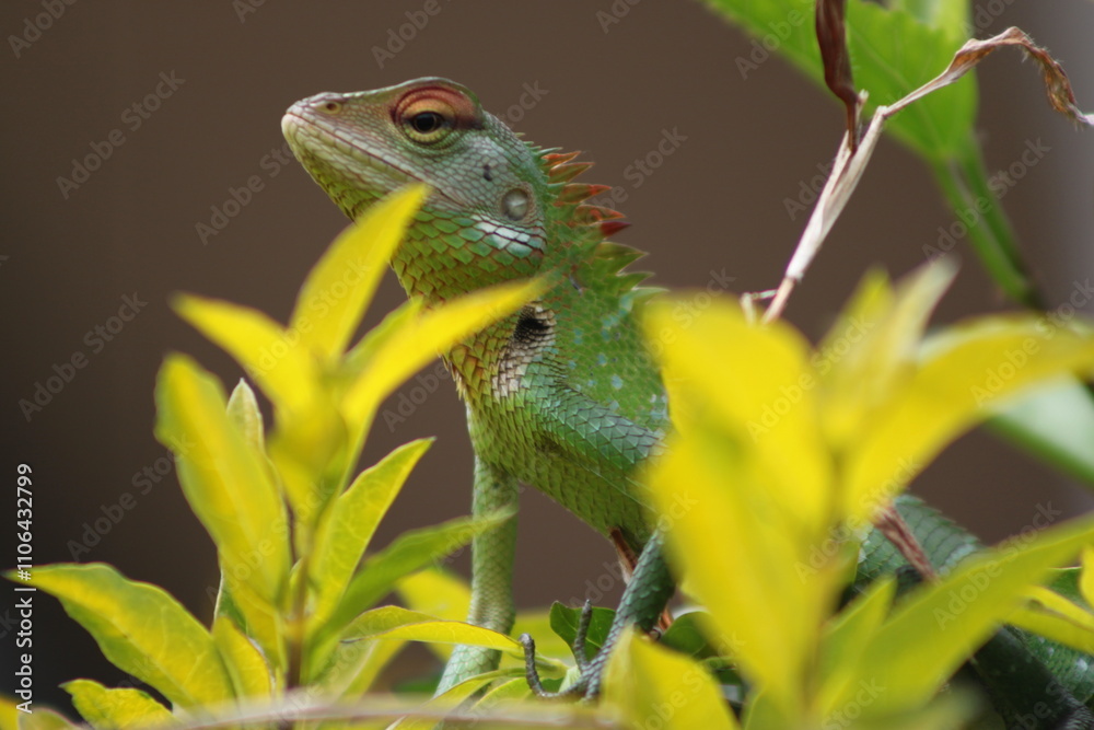 green lizard on a branch