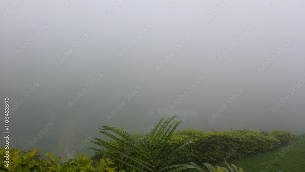 misty morning in the field