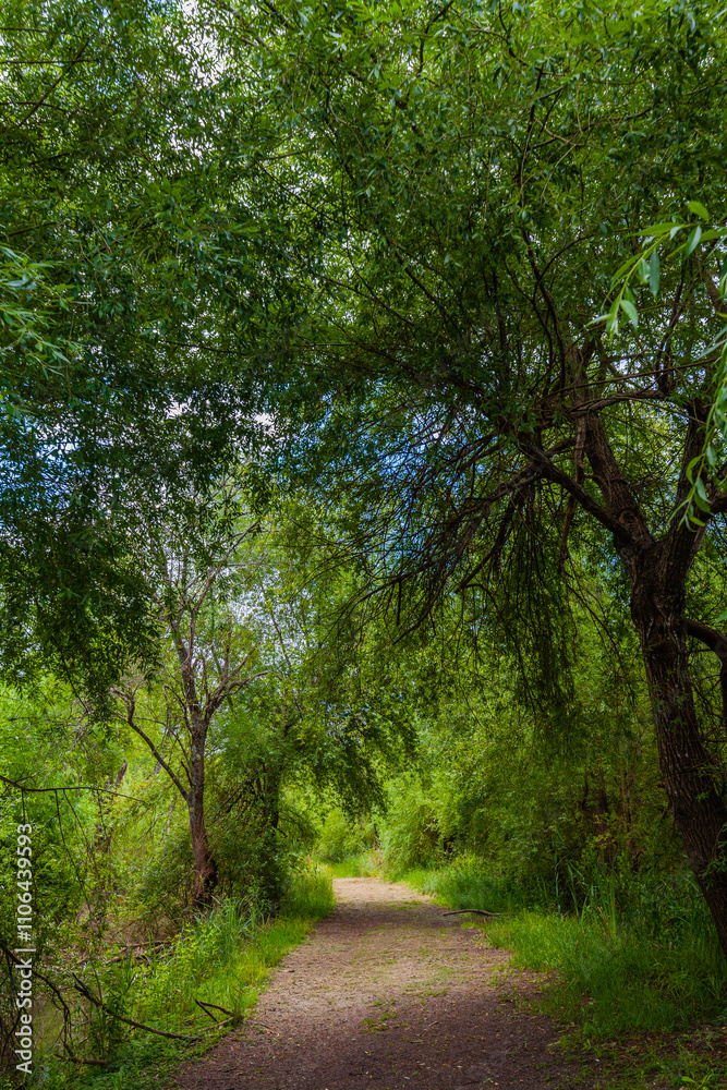 A winding dirt path leads through a lush, green forest, inviting exploration A winding dirt path leads through a lush, green forest, inviting exploration