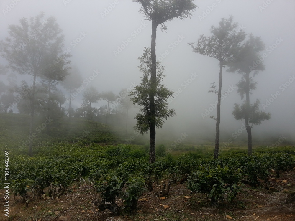 misty morning in the forest