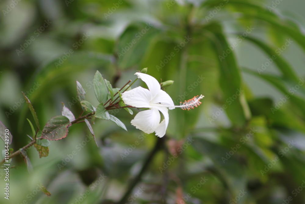 buds on a white background
