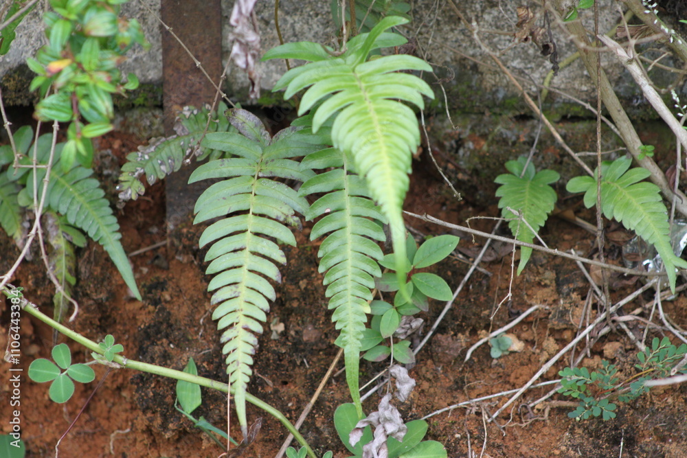 green fern in the forest