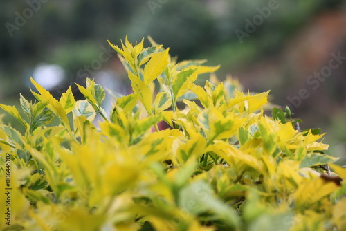 yellow flowers in the grass