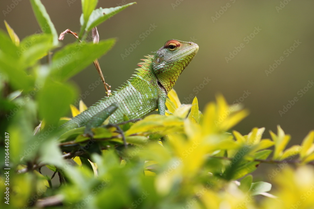 Obraz premium green lizard on a flwer