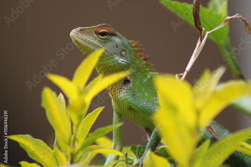 green lizard on a branch