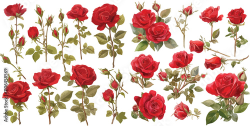 red rose watercolor clipart