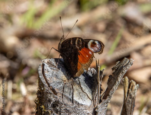 admiral butterfly