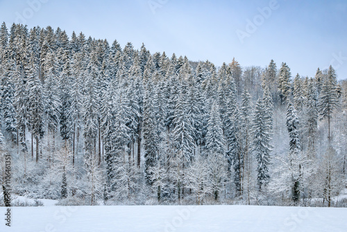 Winter wonderland in Stallikon Switzerland, picturesque snowy forest near Zurich photo