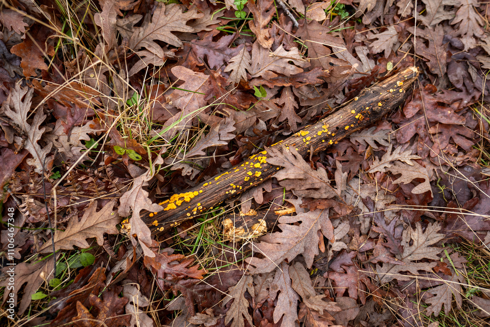 Yellow lichen growing on a fallen branch among dry oak leaves in autumn Yellow lichen growing on a fallen branch among dry oak leaves in autumn