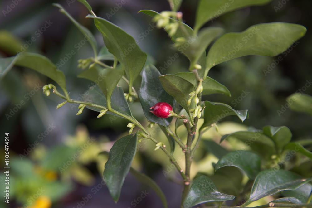 Fototapeta premium Sarcococca, sweet box or Christmas box, flowering plant in the box family Buxaceae, native to eastern and southeastern Asia and the Himalayas, branches with buds and fruit, berries