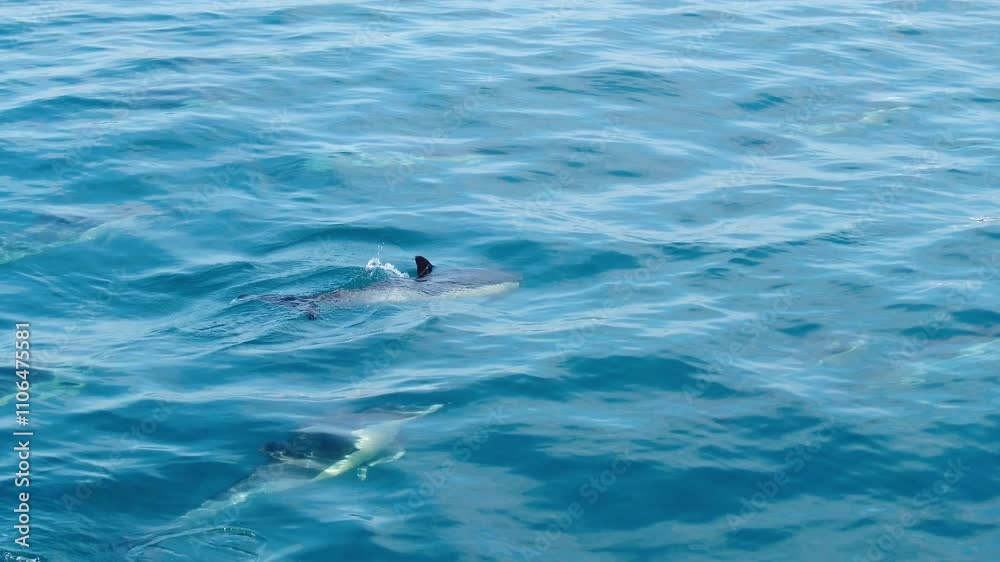 A group of dolphins swimming and playing together in the clear turquoise waters of the Mediterranean Sea near Gibraltar, showcasing vibrant marine life A group of dolphins swimming and playing together in the clear turquoise waters of the Mediterranean Sea near Gibraltar, showcasing vibrant marine life