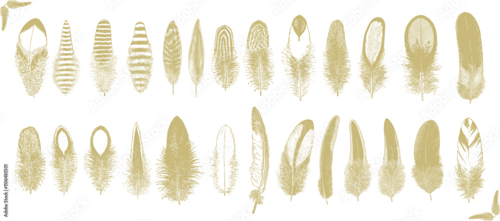Vintage Feathers, set of feathers in a hand-drawn style. Vector Illustration Featuring Various Feather Shapes for Decorative Design.