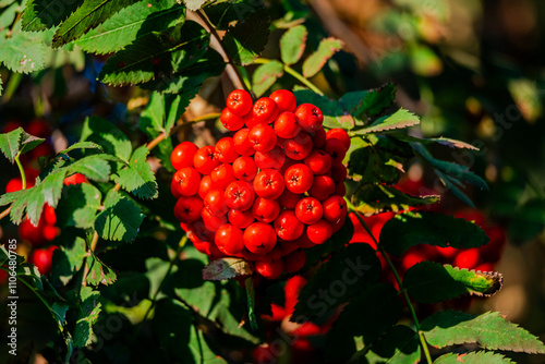 Rowan tree, Ash-berry tree at autumn