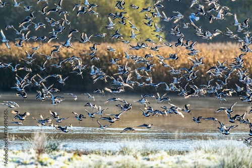 Black-tailed Godwit, Limosa limosa, flock of birds in flight on a winter morning over the marshes photo