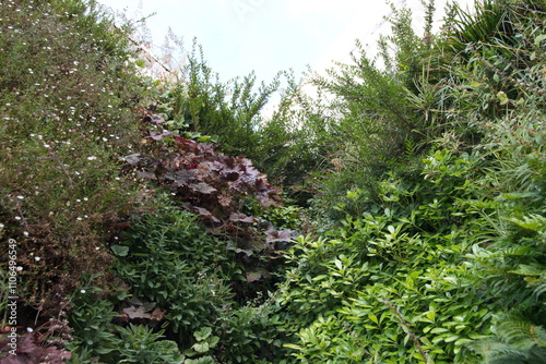 Vertical garden plants,  urban green, green variety photo