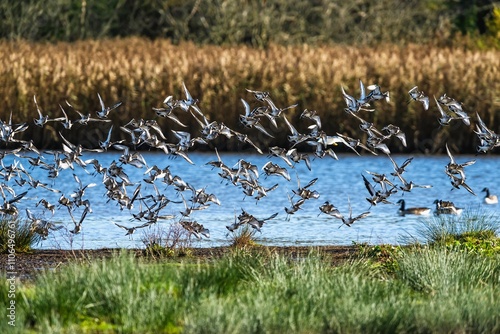 Black-tailed Godwit, Limosa limosa, flock of birds in flight on a winter morning over the marshes photo