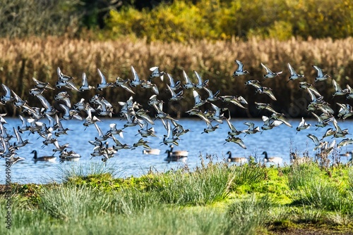 Black-tailed Godwit, Limosa limosa, flock of birds in flight on a winter morning over the marshes photo