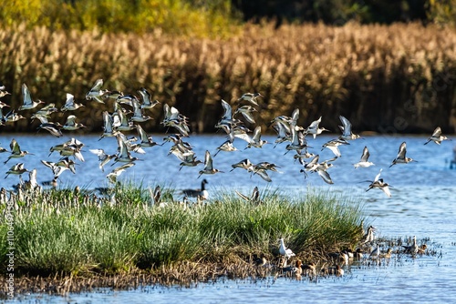 Black-tailed Godwit, Limosa limosa, flock of birds in flight on a winter morning over the marshes photo