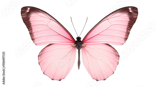 Pink Butterfly Watercolor Illustration Isolated on Transparent Background Cutout