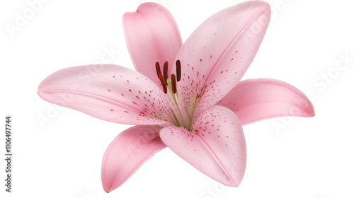 Pink Lily Flower Isolated on Transparent Background Cutout