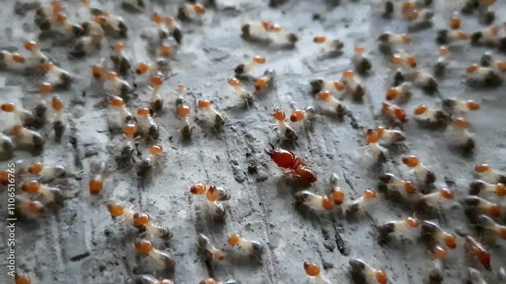 Termites are small insects that live and nest underground. Termites come out of their nests, swarms of termites, Termites are small insects that live and nest underground. Termites come out of their nests, swarms of termites,