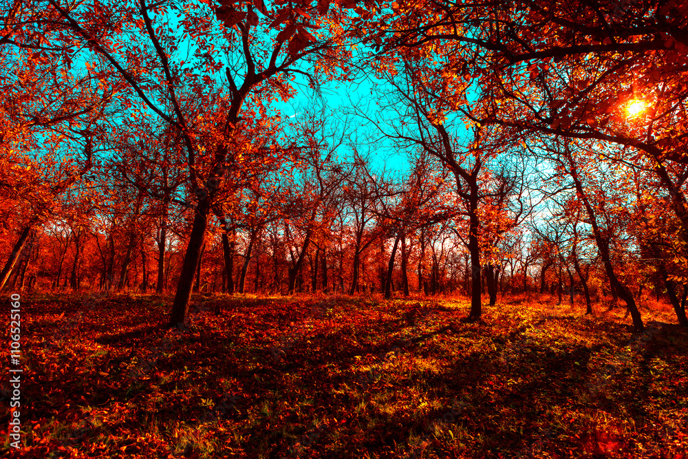 Fototapeta premium Vibrant autumn forest illuminated by warm sunlight. Trees with fiery red and orange foliage cast long shadows on the grassy forest floor under a bright blue sky, creating a striking seasonal scene