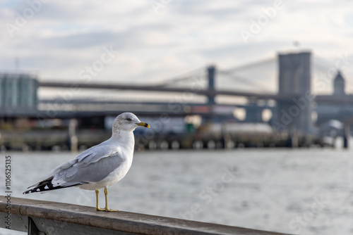 seagull on the pier