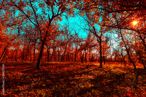 Vibrant autumn forest illuminated by warm sunlight. Trees with fiery red and orange foliage cast long shadows on the grassy forest floor under a bright blue sky, creating a striking seasonal scene