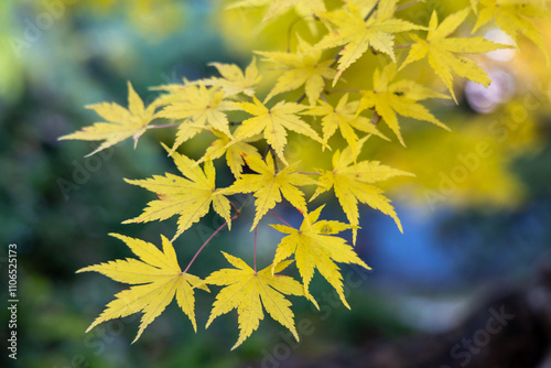 yellow leaves