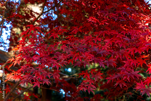 red leaves
