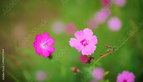 Stunning pink flower field with delicate focus on gardening.