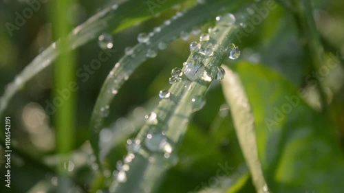 drops of dew on a green grass
