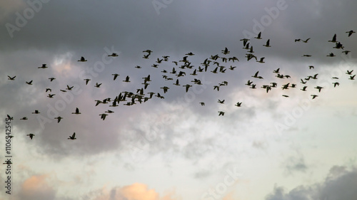 A flock of geese flies through the cloudy sky. Mixed flock of Greater white-fronted goose (Anser albifrons) and Taiga bean goose (Anser fabalis) on spring migration in Lithuania.