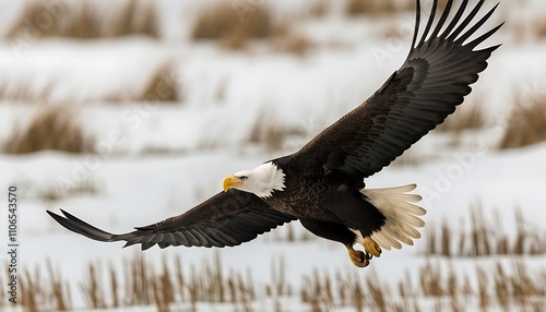 Soaring American Eagle: Sky Dominator photo