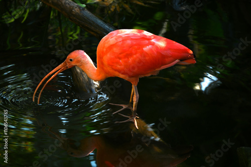 Scarlet Ibis photo