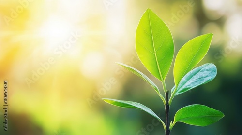 A stunning closeup of a plant bathed in sunlight, with a beautifully blurred backdrop creating a dreamy effect.