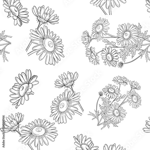 Chamomile outlines botanic natural organic eco card  pattern 
