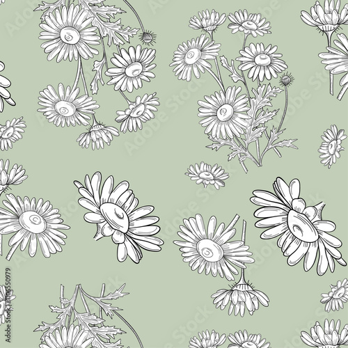 Chamomile outlines botanic natural organic eco card  pattern 