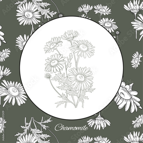 Chamomile outlines botanic natural organic eco card template with Chamomile pattern 