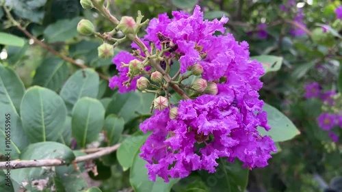 Lagerstroemia speciosa flower in nature garden
