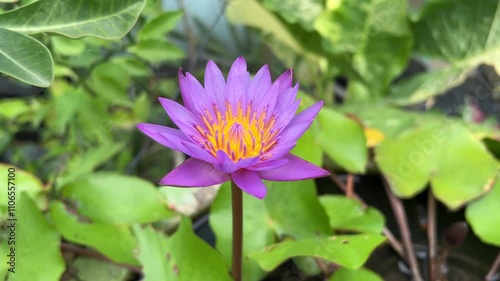 beautiful purple lotus flower in the garden