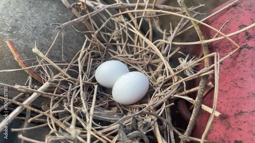 white eggs of bird in nest