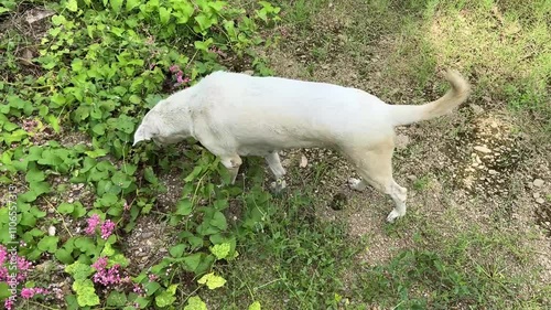 cute dog in garden