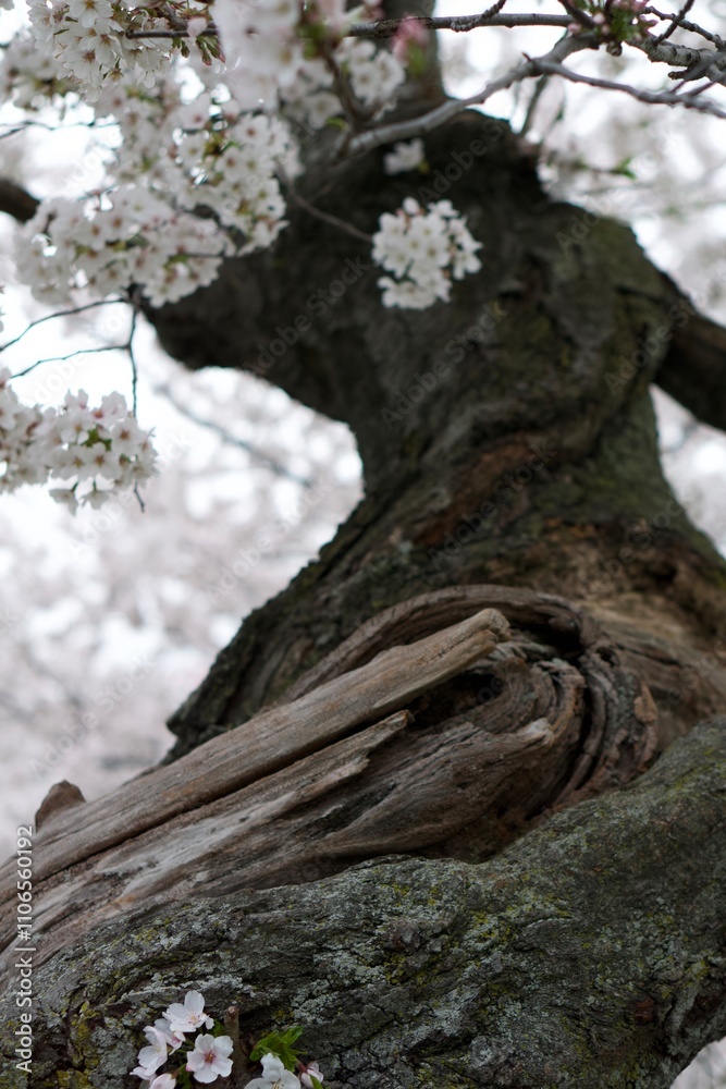 Obraz premium Cherry Blossom 3