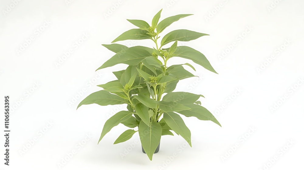 An elegant shot of a small echinacea sapling, fresh green foliage, isolated against a bright white background,