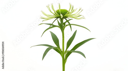 An isolated image of a young echinacea sapling, vibrant green tones, clean and sharp white background