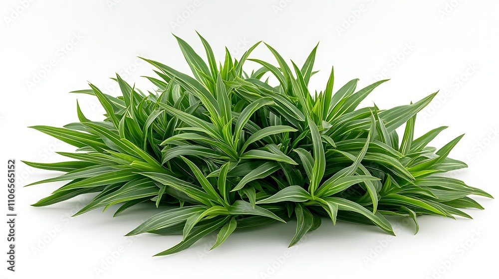 An isolated image of a young echinacea sapling, vibrant green tones, clean and sharp white background An isolated image of a young echinacea sapling, vibrant green tones, clean and sharp white background