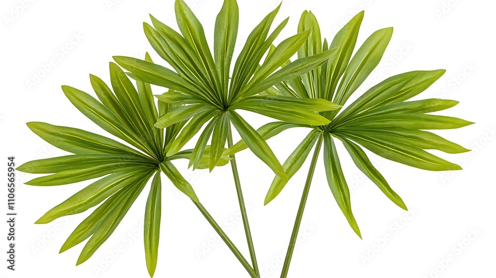 Fototapeta premium An isolated image of a young echinacea sapling, vibrant green tones, clean and sharp white background